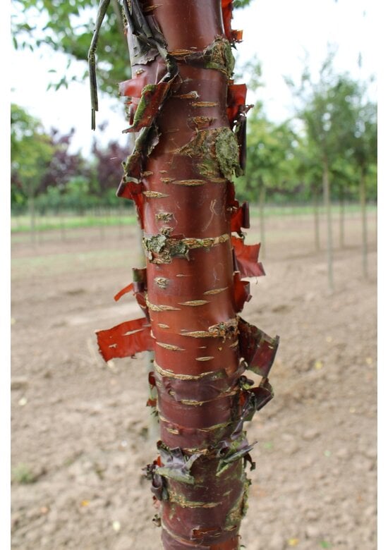 Mahagoni-Kirsche | Prunus serrula