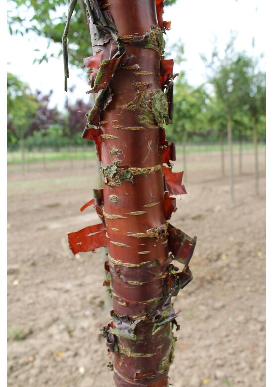 Mahagoni-Kirsche | Prunus serrula