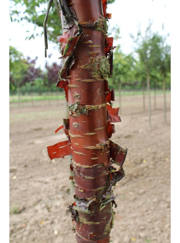 Mahagoni-Kirsche - Tibetanische Berg-Kirsche | Prunus serrula Mahagoni-Kirsche - Tibetanische Berg-Kirsche | Prunus serrula
