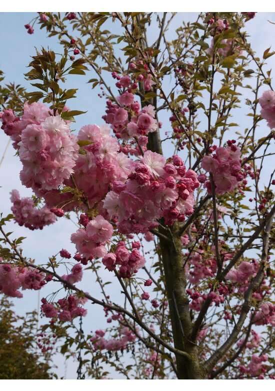 Hellrosa Nelkenkirsche 'Pink Perfection' | Prunus serrulata 'Pink Perfection'
