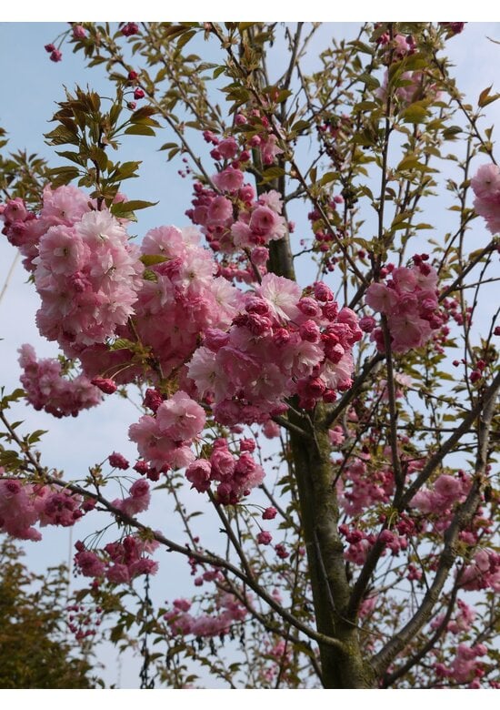 Hellrosa Nelkenkirsche 'Pink Perfection' | Prunus serrulata 'Pink Perfection'