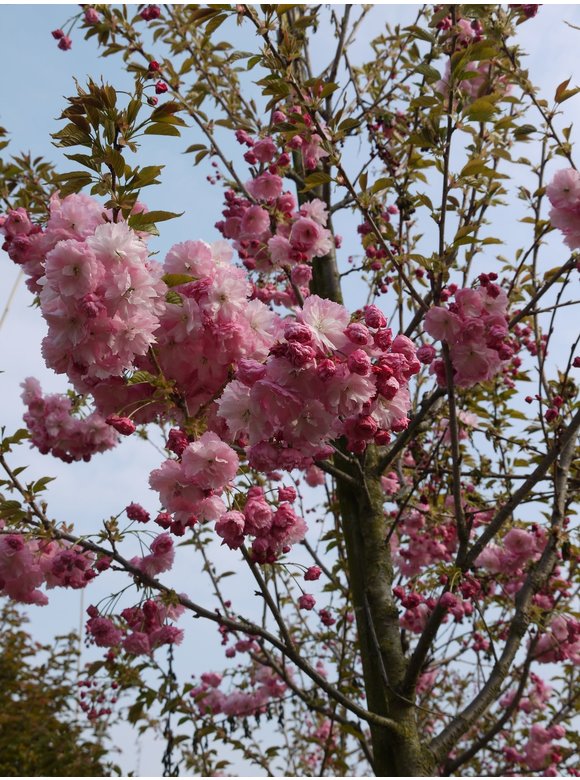 Hellrosa Nelkenkirsche 'Pink Perfection' | Prunus serrulata 'Pink Perfection' Hellrosa Nelkenkirsche 'Pink Perfection' | Prunus serrulata 'Pink Perfection'