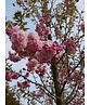 Hellrosa Nelkenkirsche 'Pink Perfection' | Prunus serrulata 'Pink Perfection'