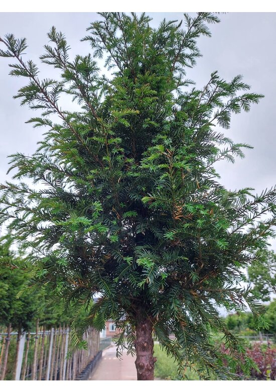 Gemeine Eibe | Taxus baccata