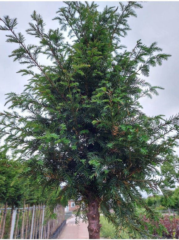 Gemeine Eibe | Taxus baccata Gemeine Eibe | Taxus baccata