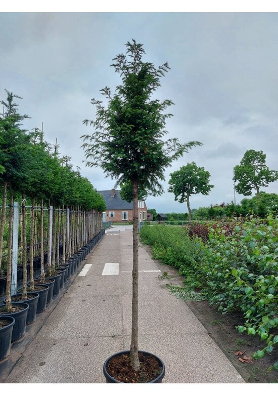 Gemeine Eibe | Taxus baccata