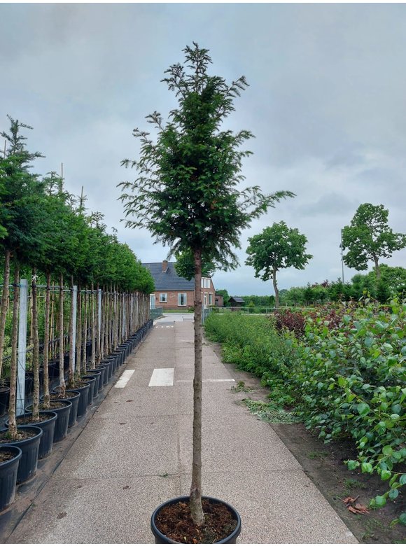 Gemeine Eibe | Taxus baccata Gemeine Eibe | Taxus baccata