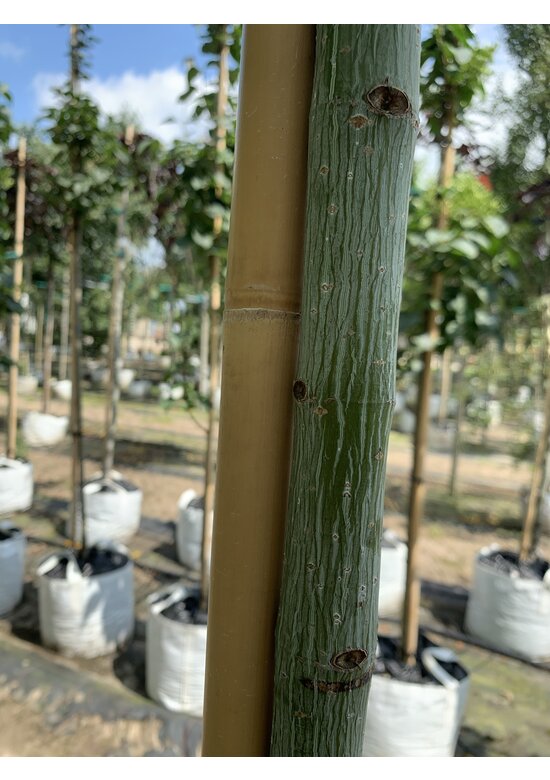 Rotnervige Schlangenhaut-Ahorn | Acer rufinerve