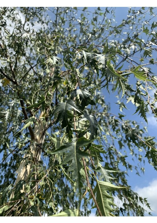 Schlitzblättrige Sandbirke 'Laciniata' | Betula pendula 'Laciniata'