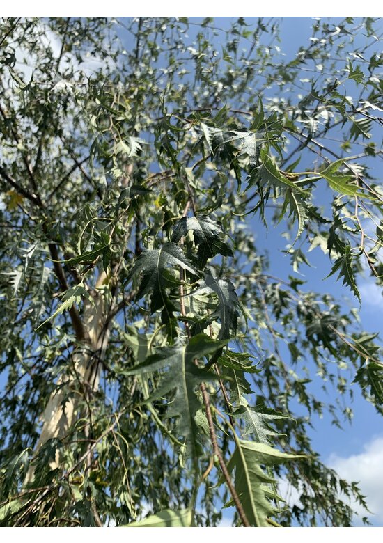 Schlitzblättrige Sandbirke 'Laciniata' | Betula pendula 'Laciniata'