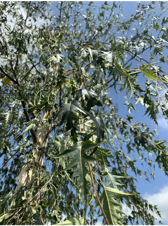 Schlitzblättrige Sandbirke 'Laciniata' | Betula pendula 'Laciniata' Schlitzblättrige Sandbirke 'Laciniata' | Betula pendula 'Laciniata'