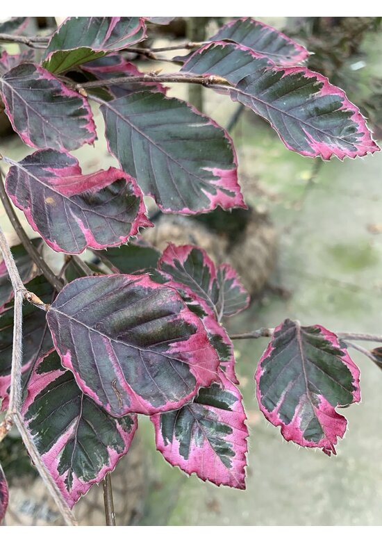 Dreifarbige Buche 'Tricolor' | Fagus sylvatica 'Tricolor'