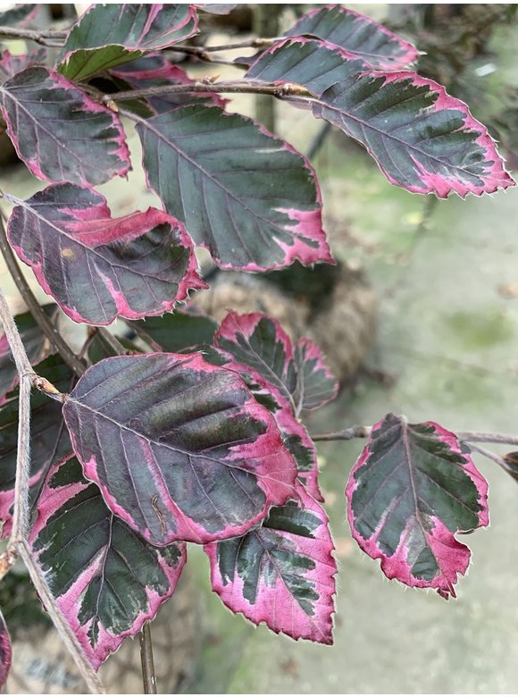 Dreifarbige Buche - Rotbuche 'Tricolor' | Fagus sylvatica 'Tricolor' Dreifarbige Buche - Rotbuche 'Tricolor' | Fagus sylvatica 'Tricolor'
