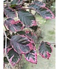 Dreifarbige Buche 'Tricolor' | Fagus sylvatica 'Tricolor' Dreifarbige Buche 'Tricolor' | Fagus sylvatica 'Tricolor'