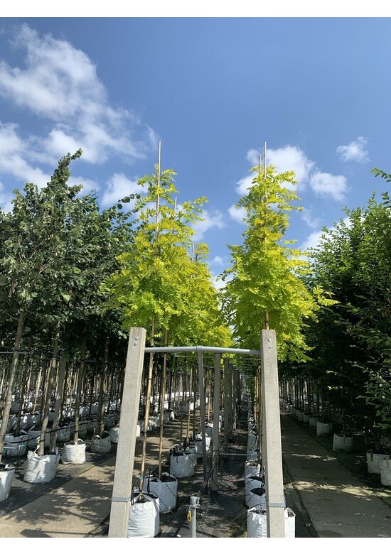 Gold-Robinie 'Frisia' | Robinia pseudoacacia 'Frisia'