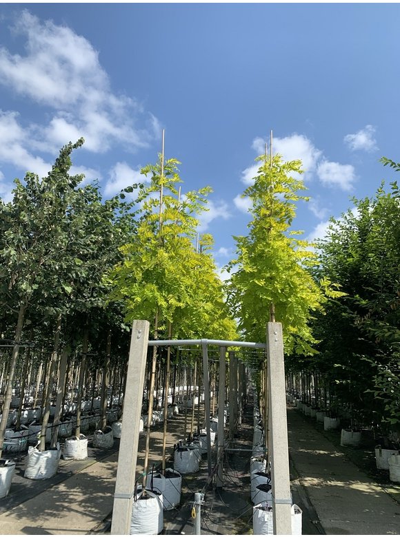 Gold-Robinie 'Frisia' | Robinia pseudoacacia 'Frisia' Gold-Robinie 'Frisia' | Robinia pseudoacacia 'Frisia'