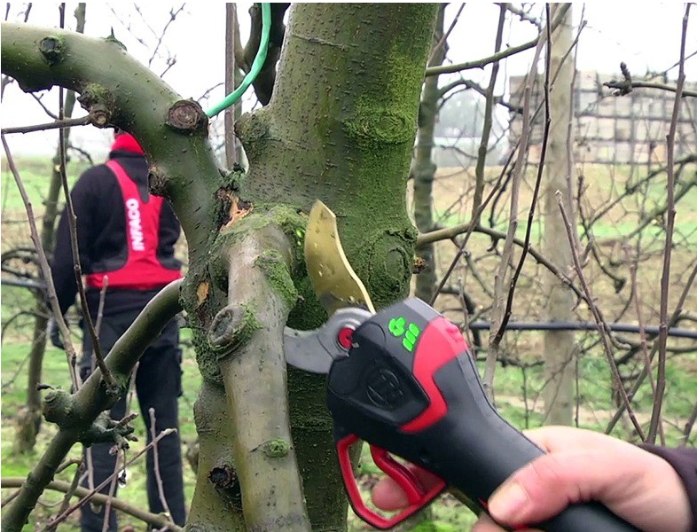 Wann dürfen Bäume geschnitten werden?