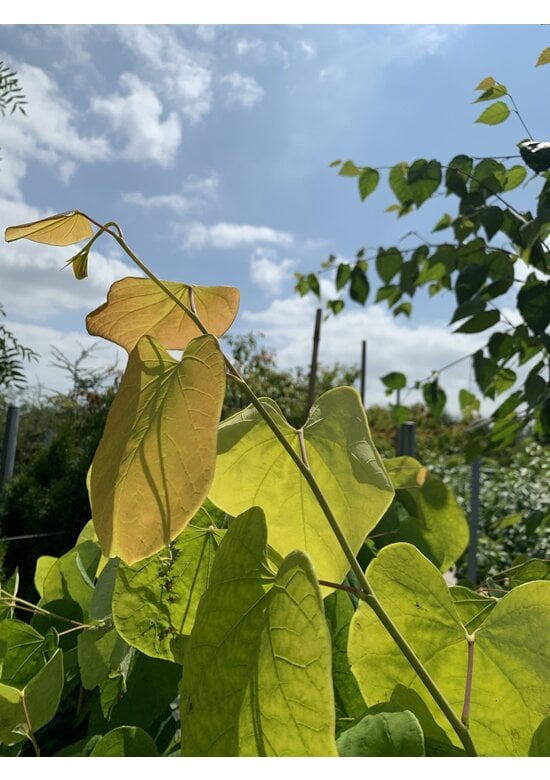 Kanadischer Judasbaum 'Hearts of Gold' | Cercis canadensis 'Hearts of Gold'