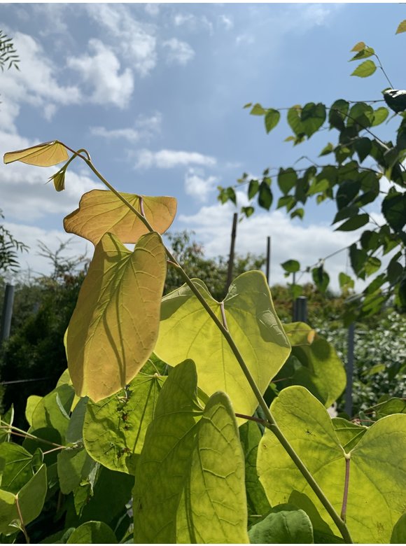 Kanadischer Judasbaum 'Hearts of Gold' | Cercis canadensis 'Hearts of Gold' Kanadischer Judasbaum 'Hearts of Gold' | Cercis canadensis 'Hearts of Gold'