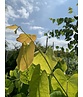 Kanadischer Judasbaum 'Hearts of Gold' | Cercis canadensis 'Hearts of Gold' Kanadischer Judasbaum 'Hearts of Gold' | Cercis canadensis 'Hearts of Gold'
