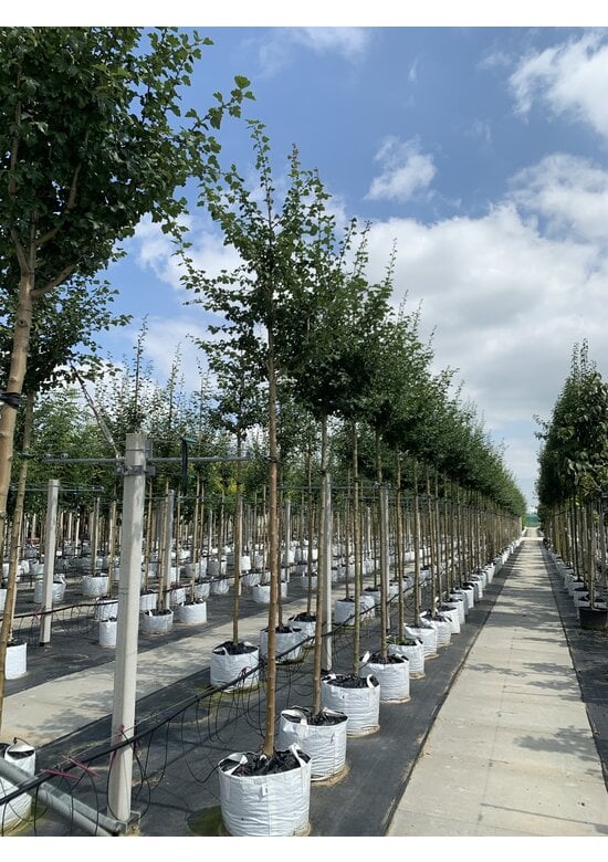 Echter Rotdorn 'Pauls Scarlet' | Crataegus media 'Pauls Scarlet'