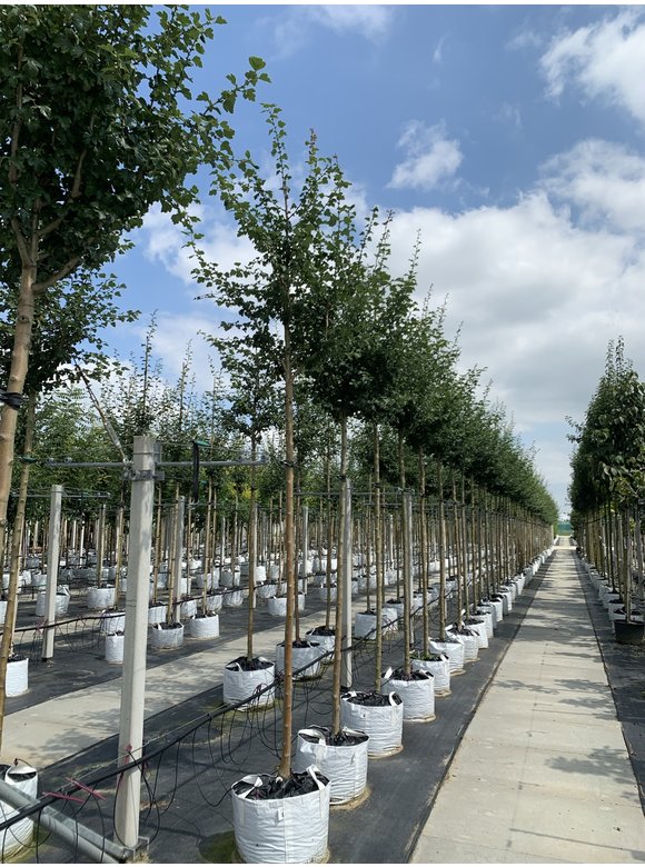 Echter Rotdorn 'Pauls Scarlet' | Crataegus media 'Pauls Scarlet' Echter Rotdorn 'Pauls Scarlet' | Crataegus media 'Pauls Scarlet'