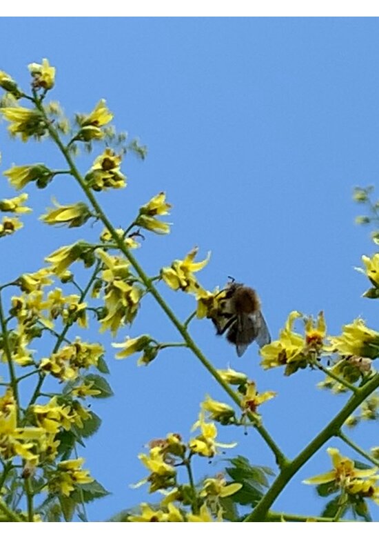 Blasenesche | Koelreuteria paniculata Blasenesche | Koelreuteria paniculata