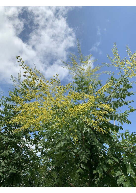 Blasenesche | Koelreuteria paniculata Blasenesche | Koelreuteria paniculata