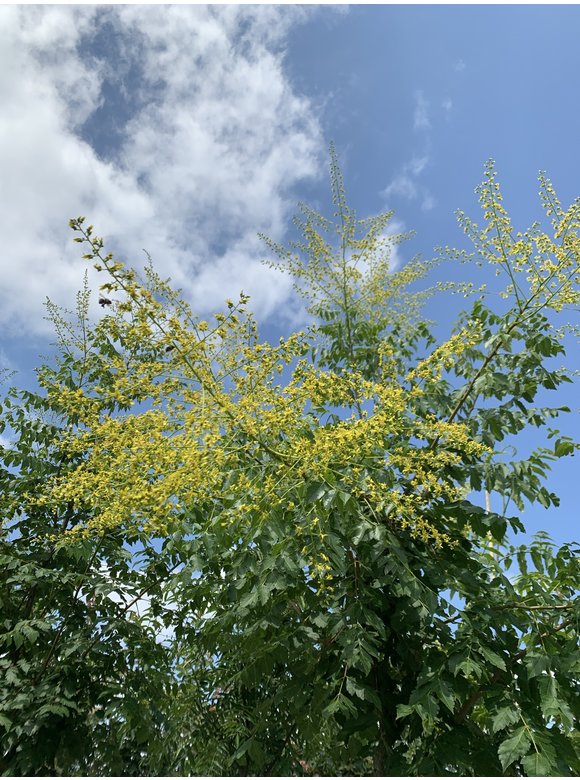 Blasenbaum - Blasenesche | Koelreuteria paniculata Blasenbaum - Blasenesche | Koelreuteria paniculata