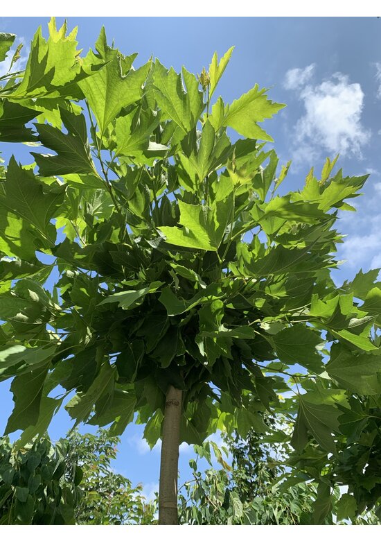 Kugelplatane | Platanus hispanica 'Alphens Globe'
