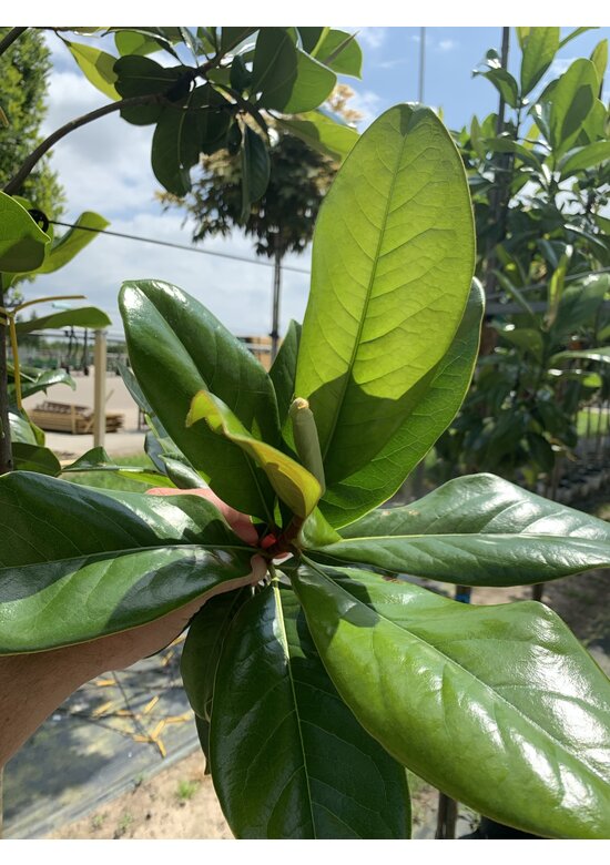 Magnolia grandiflora | Magnolia grandiflora