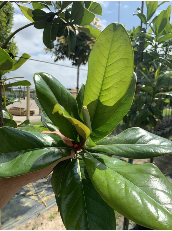Großblättrige Magnolie | Magnolia grandiflora Großblättrige Magnolie | Magnolia grandiflora
