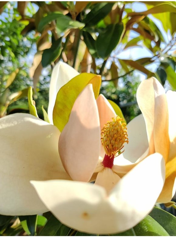 Großblättrige Magnolie | Magnolia grandiflora Großblättrige Magnolie | Magnolia grandiflora