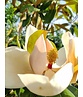 Magnolia grandiflora | Magnolia grandiflora