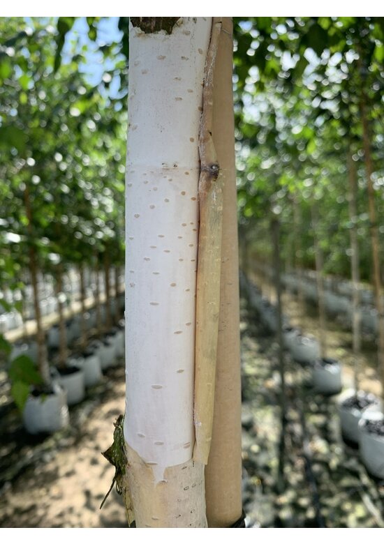 Himalayabirke - Weißrindige Himalaja-Birke 'Jacquemontii' | Betula utilis 'Jacquemontii'