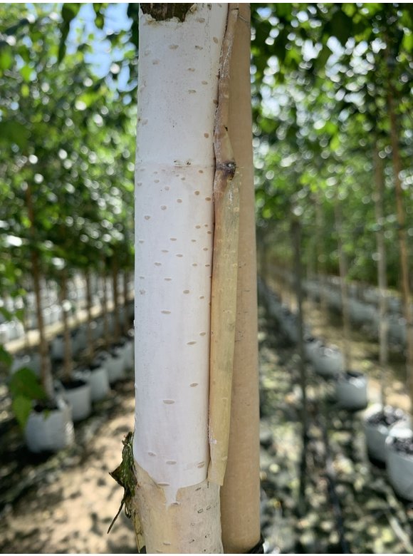 Himalayabirke - Weißrindige Himalaja-Birke 'Jacquemontii' | Betula utilis 'Jacquemontii' Himalayabirke - Weißrindige Himalaja-Birke 'Jacquemontii' | Betula utilis 'Jacquemontii'