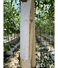 Himalayabirke - Weißrindige Himalaja-Birke 'Jacquemontii' | Betula utilis 'Jacquemontii'