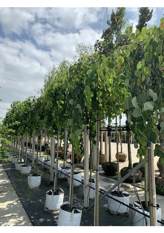 Hängender Katsurabaum 'Pendulum' | Cercidiphyllum japonicum 'Pendulum'