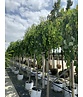 Hängender Katsurabaum 'Pendulum' | Cercidiphyllum japonicum 'Pendulum'