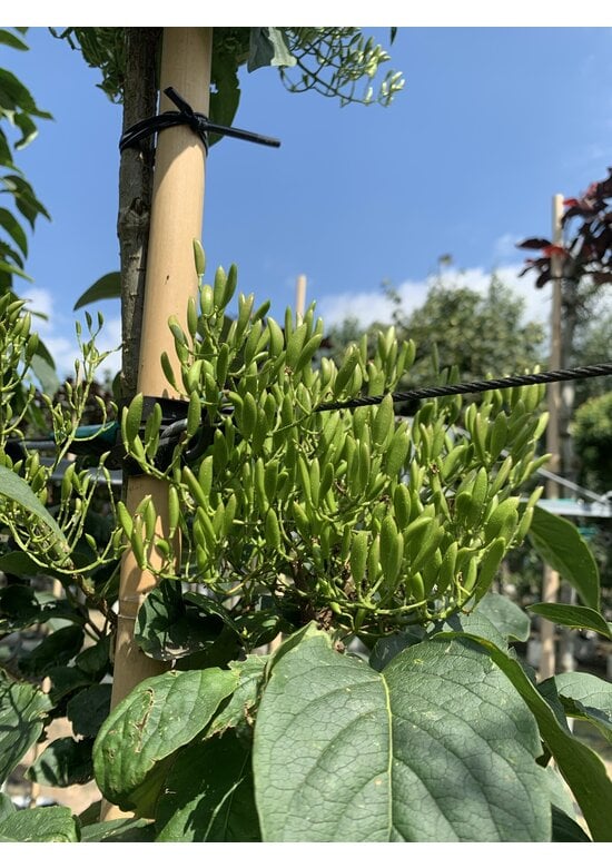 Baumflieder 'Ivory Silk' | Syringa reticulata 'Ivory Silk'