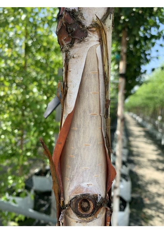 Kupfer-Birke 'Fascination' | Betula albosinensis 'Fascination'