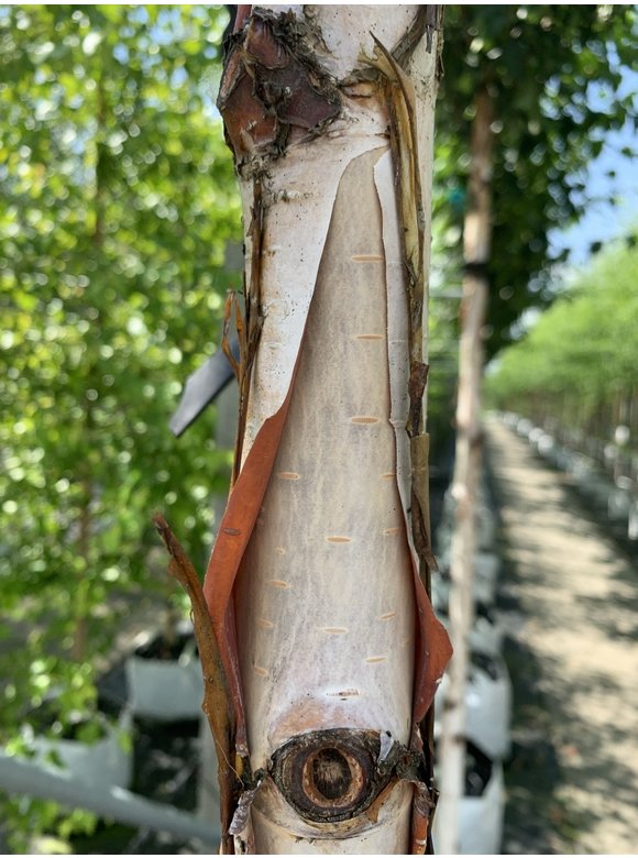Kupfer-Birke 'Fascination' | Betula albosinensis 'Fascination' Kupfer-Birke 'Fascination' | Betula albosinensis 'Fascination'