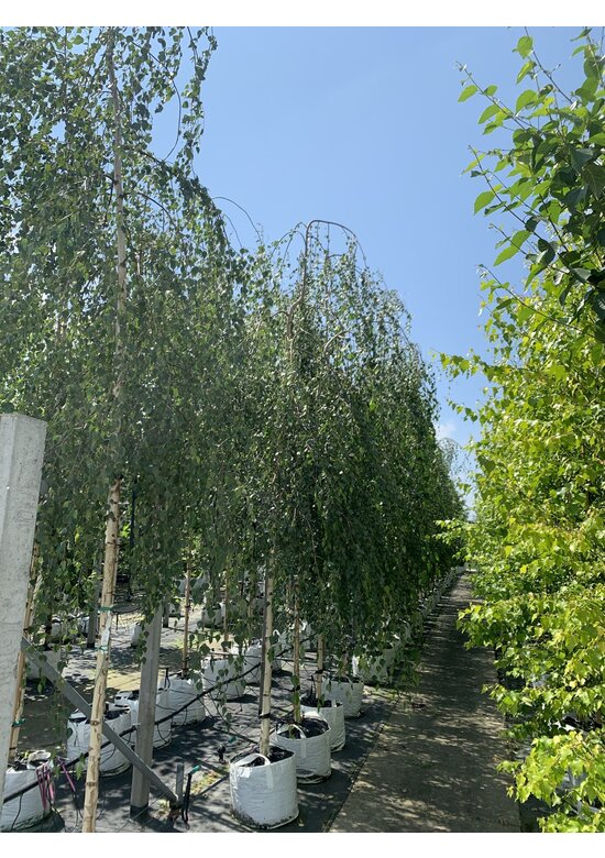 Hängebirke 'Youngii' | Betula pendula 'Youngii'
