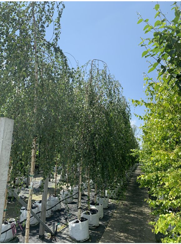 Trauerbirke - Hängebirke 'Youngii' | Betula pendula 'Youngii' Trauerbirke - Hängebirke 'Youngii' | Betula pendula 'Youngii'