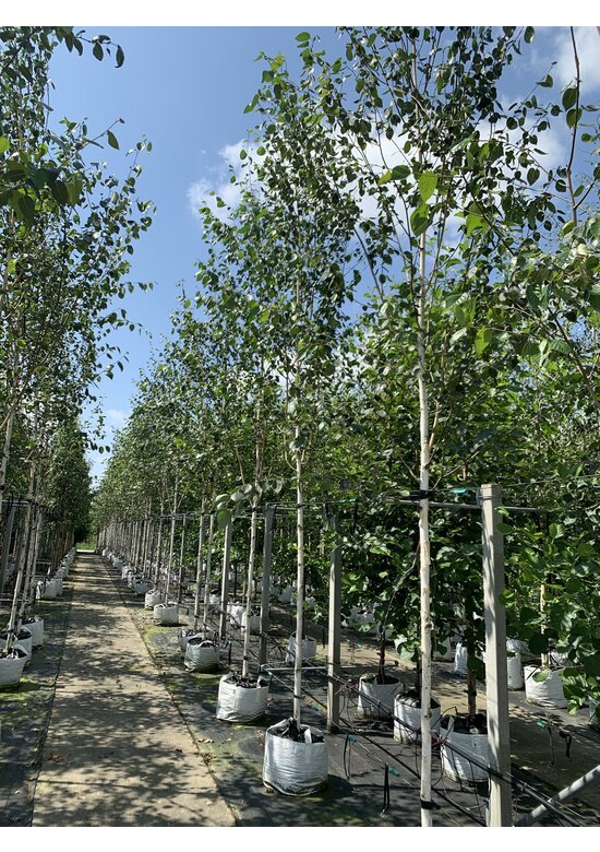 Himalayabirke - Weißrindige Himalaja-Birke 'Jacquemontii' | Betula utilis 'Jacquemontii'