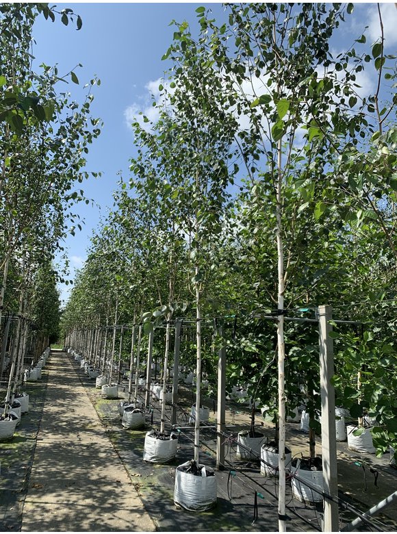 Himalayabirke - Weißrindige Himalaja-Birke 'Jacquemontii' | Betula utilis 'Jacquemontii' Himalayabirke - Weißrindige Himalaja-Birke 'Jacquemontii' | Betula utilis 'Jacquemontii'