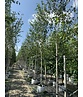 Himalayabirke - Weißrindige Himalaja-Birke 'Jacquemontii' | Betula utilis 'Jacquemontii'