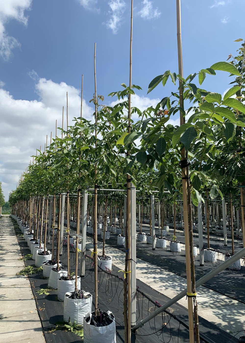 Walnußbaum | Juglans regia Walnußbaum | Juglans regia