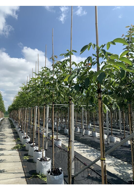 Walnussbaum | Juglans regia