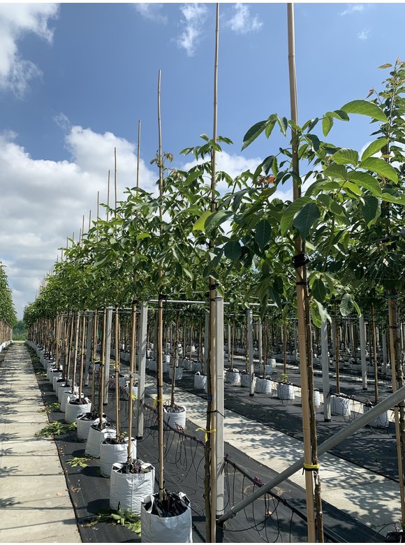 Walnussbaum | Juglans regia Walnussbaum | Juglans regia